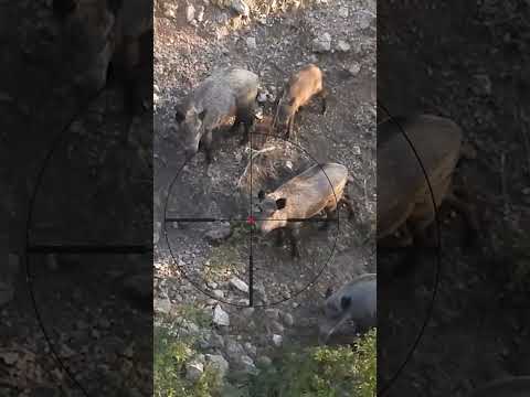 Strong Wild Boar Hunt #hunting #shorts #wildboar