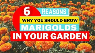 6 Reasons Why You Should Grow Marigolds🏵️ in your Garden