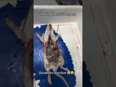 🐀 dissection #classroom #teacher #rat #biology #anatomy #education #science #scienceexperiment