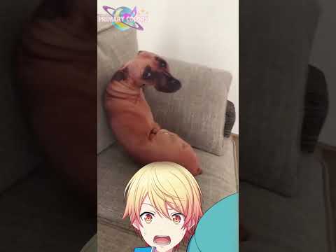 Tsukasa's Temu Dog Pillow (PRSK Meme)