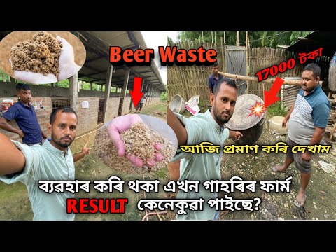 Beer Waste ব্যৱহাৰ কৰি থকা এখন গাহৰিৰ ফাৰ্ম।Beer Waste for pigs/pig farming