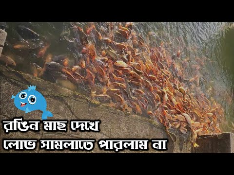 রঙিন মাছ দেখে লোভ সামলাতে পারলাম না | Fishing Video | Orenda Cap fish | RAINBOW Formation Fish #fish