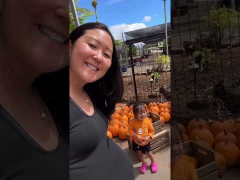 A Cute Pumpkin Oasis In Central Oahu