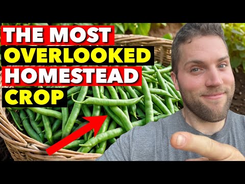 HOW TO GROW GREEN BEANS FROM SEED & GET A BOUNTIFUL HARVEST