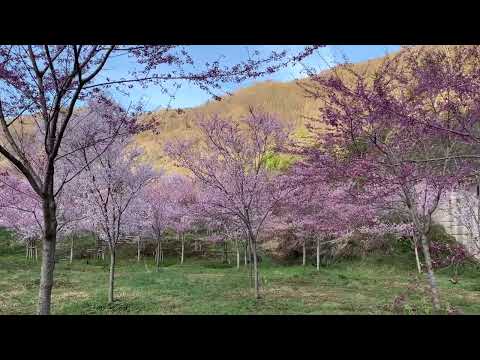 ひらゆさくら@平湯温泉・ナガセスッポン養殖場