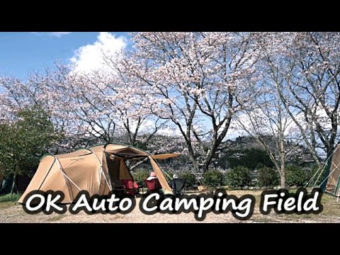 【Family Camping】Camping under Beautiful Cherry Blossom Trees!!　I could say nothing!!