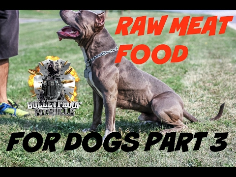 dog raw fed diet food PART 3  pit bull muscle bully conditioning body building