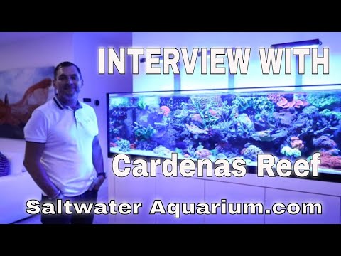 Visiting a Saltwater Tank