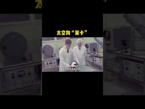 第一只进入太空的狗狗“莱卡”的故事 科普 涨知识 探索宇宙 航天#shorts