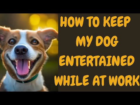 How To Keep My Dog Entertained While At Work