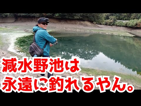 秋の減水野池は永遠に釣れる。佐賀バス釣り