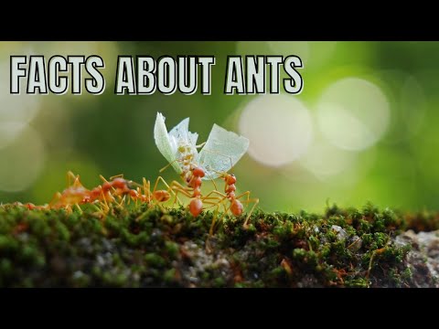 FACTS ABOUT ANTS | Animation