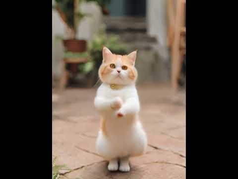 Crazy Cat Dancing ～😻❤️❤️ #catdance #shorts #cats