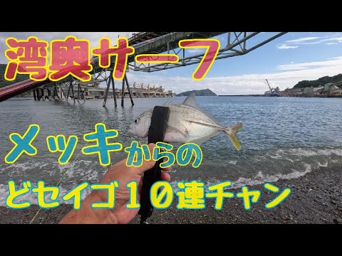 メッキ！湾奥サーフでメッキ、どセイゴ！