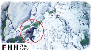 オスとメス クマ2頭が大格闘　もみ合った末...崖から落下