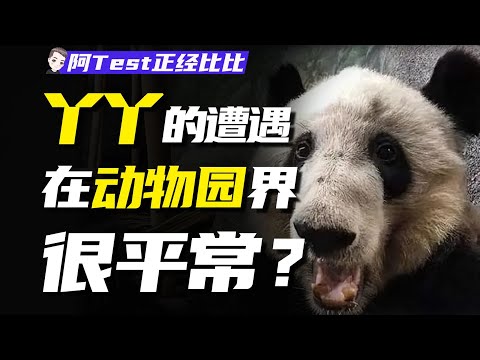 國寶熊貓也在劫難逃？動物園，怎麼成了動物夢魘【阿Test正經比比】