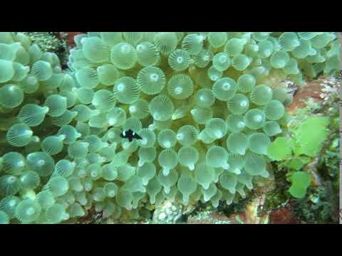 南伊豆ヒリゾ浜　ミツボシクロスズメダイ　2018年9月23日