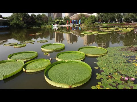 西安植物园看莲中之王：王莲叶片大如舟，打破过世界纪录