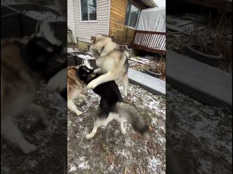 Play Fighting Stopped Seems Too Brutal #dogsplaying #dogbehaviour #alaskanmalamutes