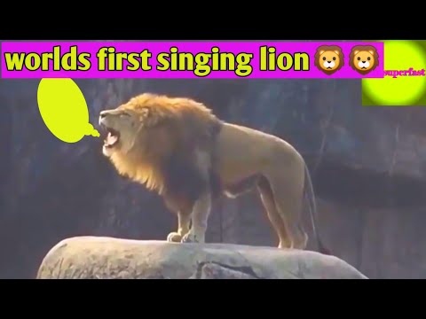 funny lion singing song | funny video