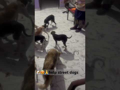 Bezubaan | help street dogs | #trending #shorts #pets #doglover