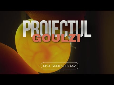 Reproducere goulzi - Cum verific ouăle dacă sunt fertile + mystery (nest)box 😬