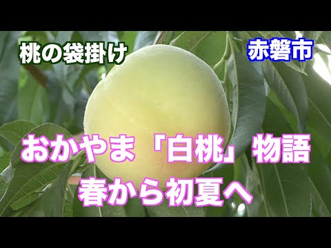 おかやま「白桃」物語。春の人工授粉から初夏の袋掛けのドキュメントです。（制作　宮﨑　賢）