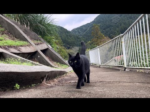 坂道で追いかけてくる黒ねこちゃん　No.７８５　２０２４年　１０月２８日　１３：００　のくろねこちゃん　black cat