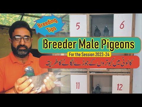 Racing Pigeon Breeding Tips | Racer Pigeon Males & Collection | Pigeon Pairing by Waleed