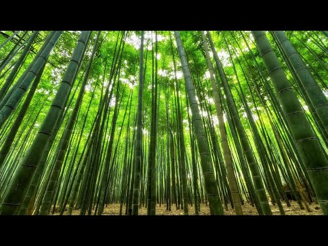 【環境音】竹林の音【作業・勉強・睡眠・瞑想・ヨガ】