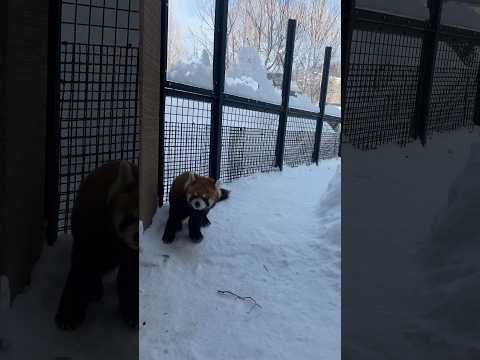 冬の円山動物園⑤#仲良し夫婦#北海道札幌市#円山動物園#アニマル動画#ZOO#shorts