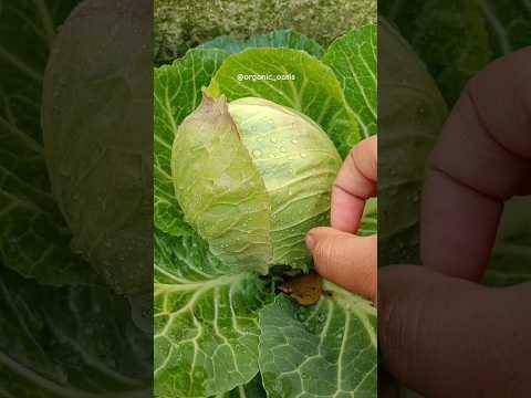 growing organic cabbage at home #gardening