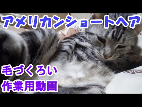 猫のグルーミング作業用動画　（アメリカンショートヘア）