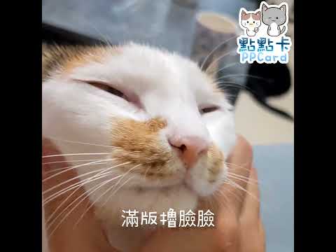 滿版擼貓臉~  #cat #kitty #catvideos #catlover #貓 #shorts