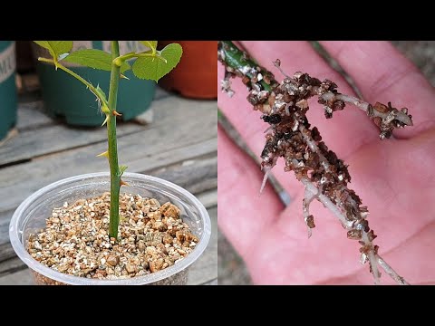 Plant cuttings | How to grow rose from cuttings | Propagation of rose branches with the Vermiculite