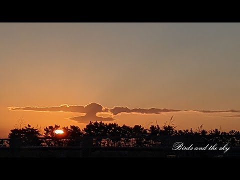 秋の鳥たちや空模様  Autumn birds and sky