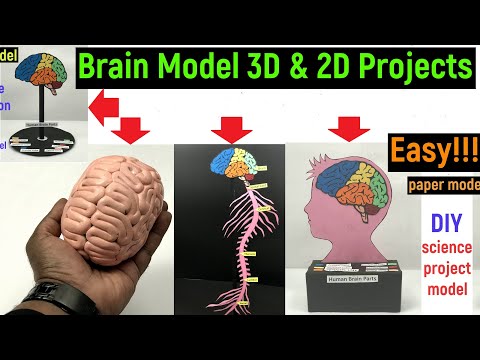 brain model for science exhibition - brain model with clay - brain model paper - diyas funplay