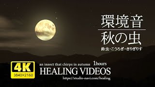 満月の夜・秋の虫の音（鈴虫・こおろぎ）α波で自律神経の乱れを整え、心身の疲労回復・眠れない夜にもどうぞ。