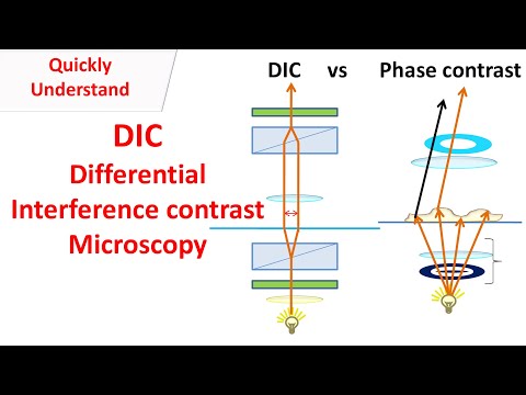 DIC Microscopy | Differential interference contrast | DIC vs Phase contrast.