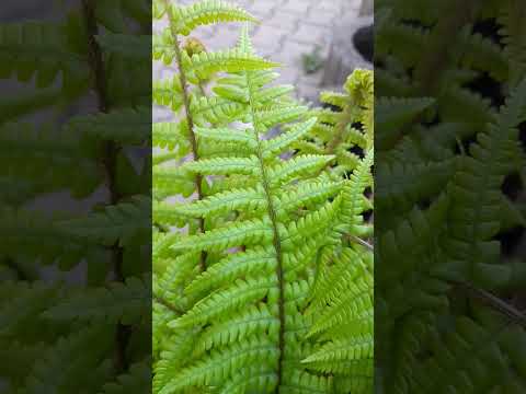 #gardenplants #ferns #spring2023