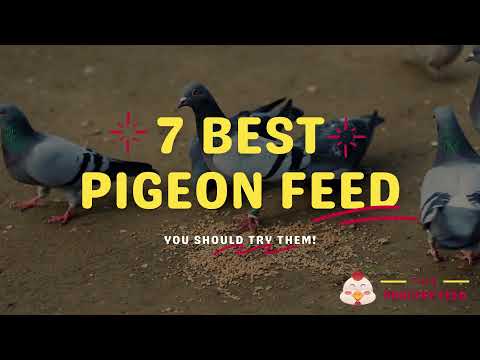 7 Best Pigeon Feed in 2021 - The Poultry Feed