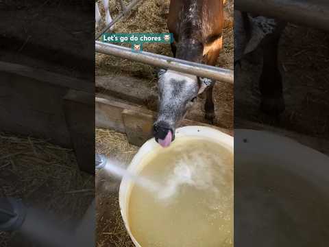 Chore time! #homestead #hobbyfarm #morningroutine #chores #cows #farmlife #pigs #foru #country