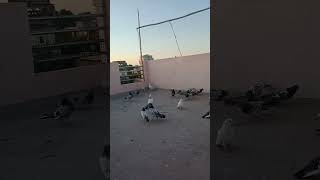 Kota kabutar kbazz🕊️🔥 #kabutarstatus #pigeon #kabutarbazz #shortvideo #kabootar #kabutar #viralvideo