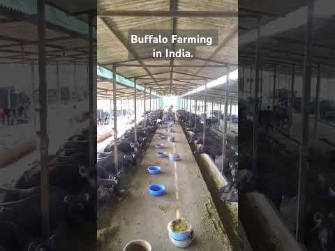 The Surprising Wealth of Buffalo Farming in India