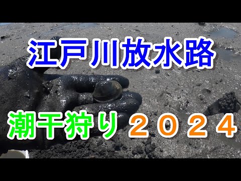 江戸川放水路 潮干り2024