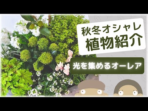 🔰秋冬のオシャレ植物[組み合わメソッドも紹介】