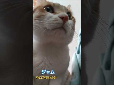 イスの上の猫　#cute #ねこのいる生活 #茶トラ #funny