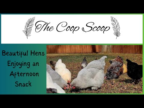 Backyard Chickens Foraging