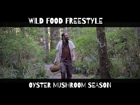 Wild Food Freestyle - Oyster Mushroom Season