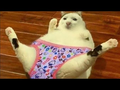 BEST FUNNY MEMES WITH CATS COMPILATION 4